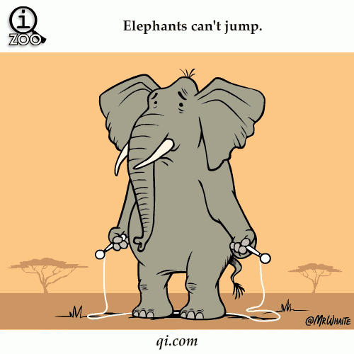 Animal Facts in Funny Animations