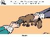 Animal Facts in Funny Animations