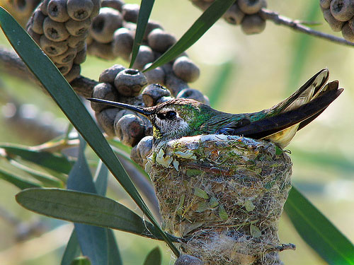 Best Nests to Rest