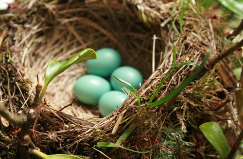 Best Nests to Rest