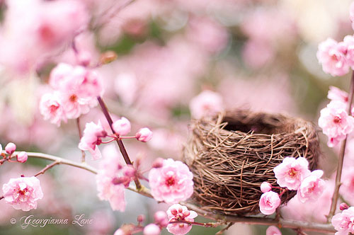 Best Nests to Rest