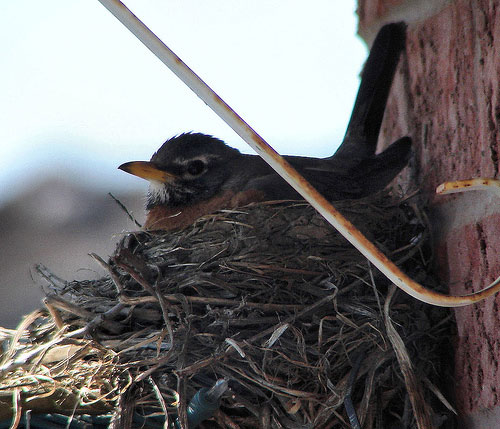 Best Nests to Rest