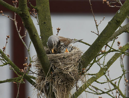 Best Nests to Rest
