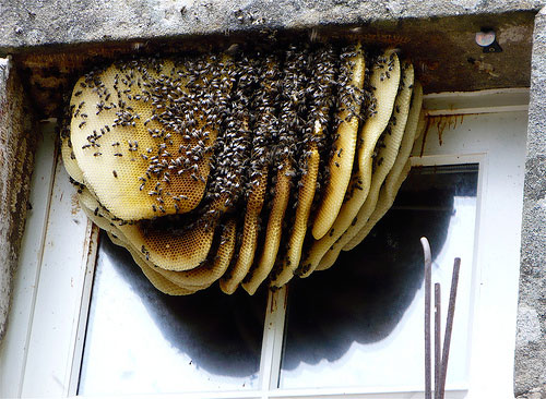 Best Nests to Rest