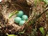 Best Nests to Rest