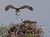 Best Nests to Rest