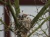 Best Nests to Rest