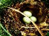 Best Nests to Rest
