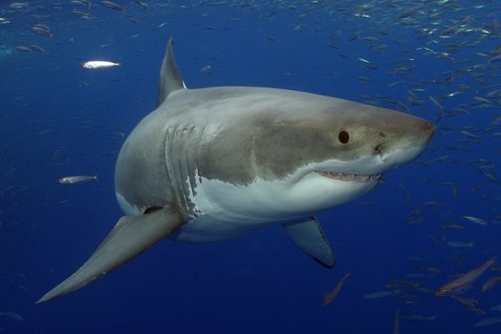 11 Animal Godfathers into Underwater
