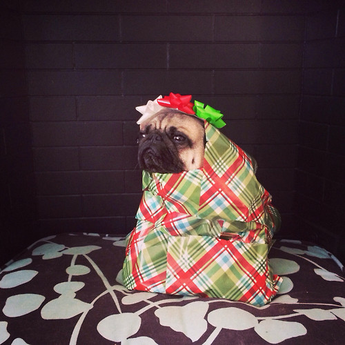 12 Cheerfully Chubby Christmas Ready Pugs