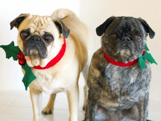 12 Cheerfully Chubby Christmas Ready Pugs