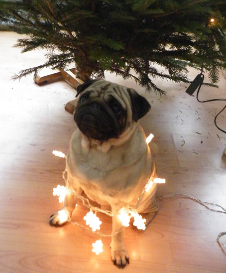 12 Cheerfully Chubby Christmas Ready Pugs
