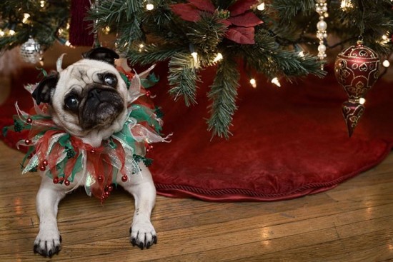 12 Cheerfully Chubby Christmas Ready Pugs