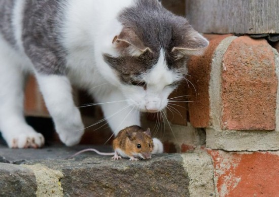 A cat and mouse game