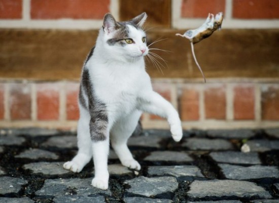 A cat and mouse game