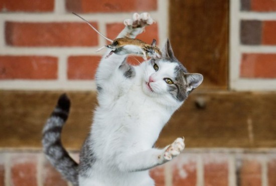 A cat and mouse game