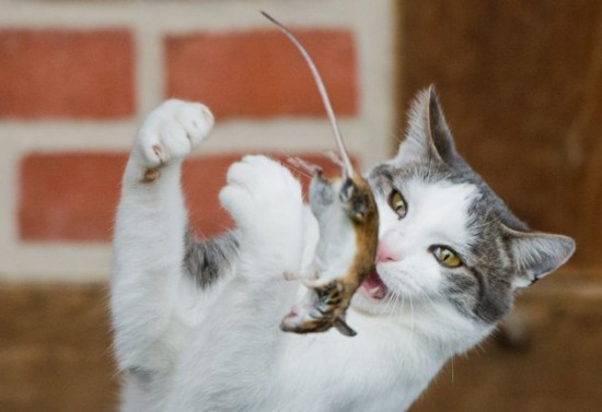 A cat and mouse game