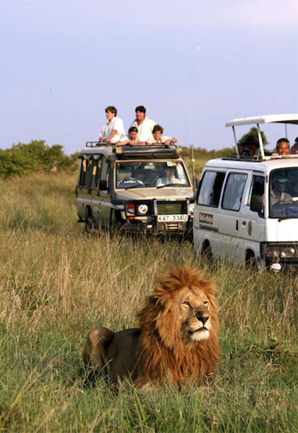 The nine most dangerous animals you're likely to encounter on holiday