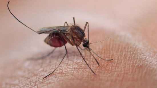 The nine most dangerous animals you're likely to encounter on holiday