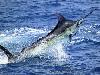 11 Animal Godfathers into Underwater