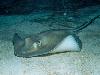 11 Animal Godfathers into Underwater