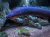 11 Animal Godfathers into Underwater