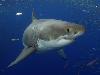 11 Animal Godfathers into Underwater