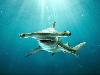 11 Animal Godfathers into Underwater