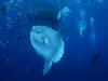 11 Animal Godfathers into Underwater