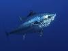 11 Animal Godfathers into Underwater