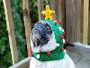 12 Cheerfully Chubby Christmas Ready Pugs