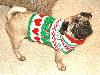 12 Cheerfully Chubby Christmas Ready Pugs