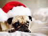 12 Cheerfully Chubby Christmas Ready Pugs