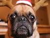 12 Cheerfully Chubby Christmas Ready Pugs