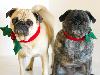 12 Cheerfully Chubby Christmas Ready Pugs