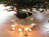 12 Cheerfully Chubby Christmas Ready Pugs