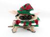12 Cheerfully Chubby Christmas Ready Pugs