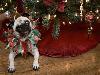 12 Cheerfully Chubby Christmas Ready Pugs