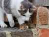 A cat and mouse game