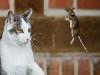 A cat and mouse game