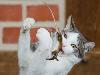 A cat and mouse game