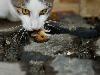 A cat and mouse game