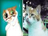 This Artist Perfectly Illustrates Pets Based On Their Personalities