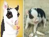This Artist Perfectly Illustrates Pets Based On Their Personalities