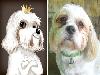 This Artist Perfectly Illustrates Pets Based On Their Personalities