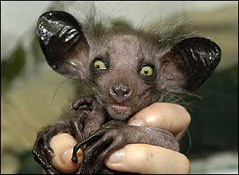 Freakishly Cute Animals Who Are Carefully Plotting Your Death