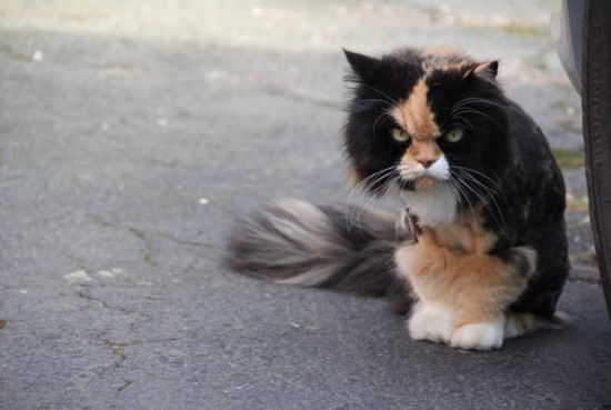 Freakishly Cute Animals Who Are Carefully Plotting Your Death