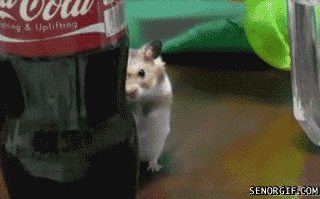 Freakishly Cute Animals Who Are Carefully Plotting Your Death