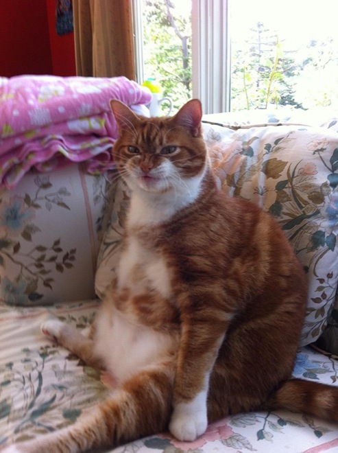 Freakishly Cute Animals Who Are Carefully Plotting Your Death