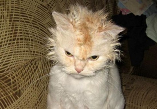 Freakishly Cute Animals Who Are Carefully Plotting Your Death